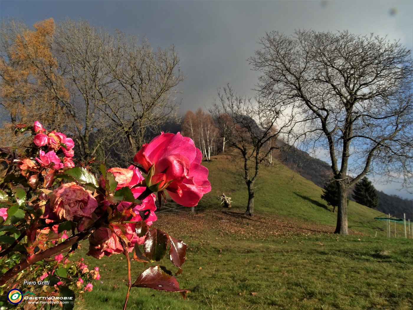 19 Rose fiorite alla Forcella di Spettino (1073 m).JPG